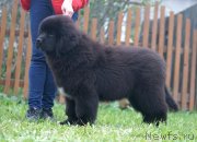 Превью фото № 225185