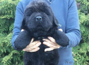 Превью фото № 225203