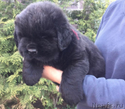 Превью фото № 225204