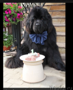 Превью фото № 225258