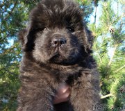 Превью фото № 225299