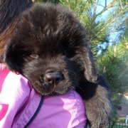 Превью фото № 225300