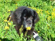 Превью фото № 225313