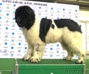 Превью фото № 225328