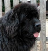 Превью фото № 225340