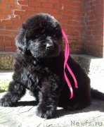 Превью фото № 225386