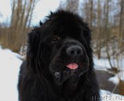 Превью фото № 225390