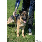 Превью фото № 225406