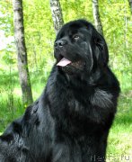 Превью фото № 225415