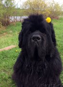 Превью фото № 225454