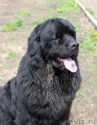 Превью фото № 225457