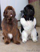 Превью фото № 225467