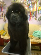 Превью фото № 225473