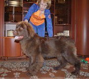 Превью фото № 225519