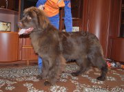 Превью фото № 225520