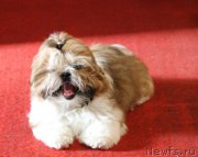 Превью фото № 225535