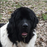 Превью фото № 225554