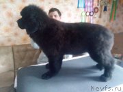 Превью фото № 225587