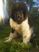 Превью фото № 225595