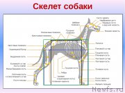 Превью фото № 225612