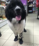 Превью фото № 225644