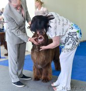Превью фото № 225675