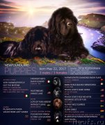 Превью фото № 225711