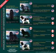 Превью фото № 225719