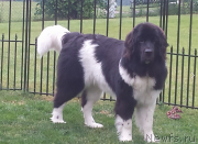 Превью фото № 225721