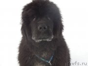 Превью фото № 225760