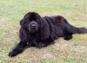 Превью фото № 225775