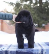 Превью фото № 225776