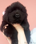 Превью фото № 225779