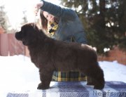 Превью фото № 225781