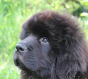 Превью фото № 225830