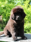 Превью фото № 225831