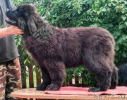 Превью фото № 225861