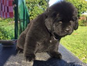 Превью фото № 225894