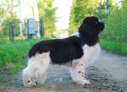 Превью фото № 225901