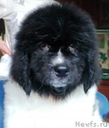 Превью фото № 225916