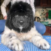 Превью фото № 225918