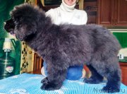 Превью фото № 225919