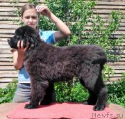 Превью фото № 225971