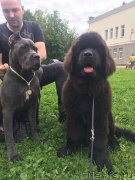 Превью фото № 225992