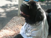 Превью фото № 226023