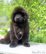 Превью фото № 226046