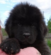 Превью фото № 226104