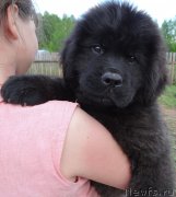 Превью фото № 226106