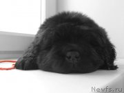 Превью фото № 226135