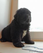 Превью фото № 226139